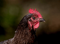 Fundraiser will ‘allow us to breathe’, says bird-flu hit farm
