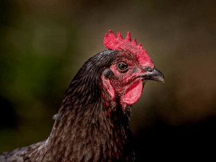 Fundraiser will ‘allow us to breathe’, says bird-flu hit farm
