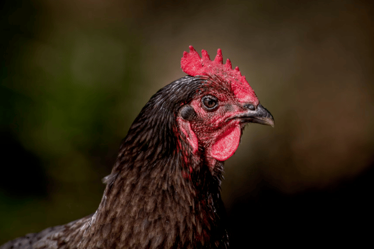 Orchard Organic Farm says the lose of its 5,00 birds is 'truly heartbreaking'