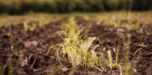 Farmers urged to take action as soil pollution incidents double