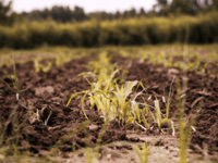 Farmers urged to take action as soil pollution incidents double