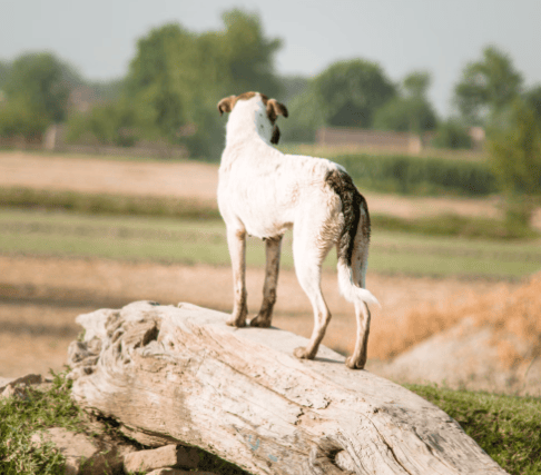 Off-lead dogs put sheep at risk says Defra as reminder issued 