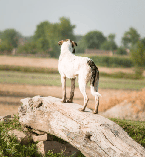 Off-lead dogs put sheep at risk says Defra as reminder issued 