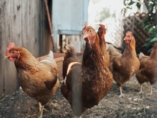 £20,000 raised in 24 hours for farm as hens culled 