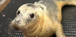 Rescued seal pup doing well