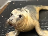 Rescued seal pup doing well