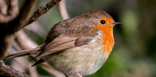 Still time to book country park's Christmas trail