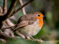 Country park launches exciting Christmas trail for 2025