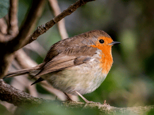 Country park launches exciting Christmas trail for 2025