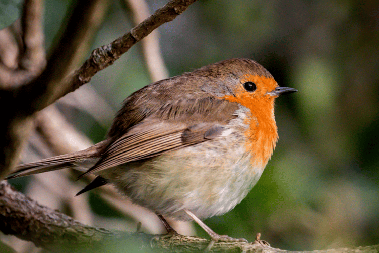 A robin snapped by photographer Ray Harrington at Stover Country Park