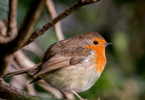 Stover Country Park launches exciting Christmas trail for 2025