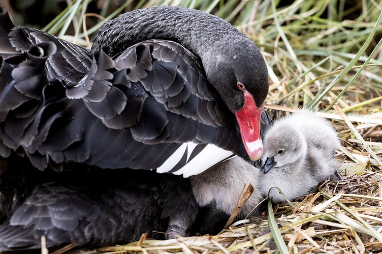 Photographer Mark Passmore captured delightful images of a swan and its young in Devon on Wednesday (26 Feb). He says: "I managed to take cute images of the latest brood of cygnets from Dawlishâs famous black swans make their first appearance on the Brook." The Dawlish black swans are an iconic feature of the coastal town, having been a part of the community for over 100 years.