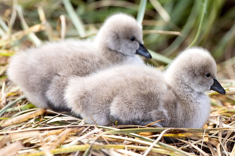 Photographer Mark Passmore captured delightful images of a swan and its young in Devon on Wednesday (26 Feb). He says: "I managed to take cute images of the latest brood of cygnets from Dawlishâs famous black swans make their first appearance on the Brook." The Dawlish black swans are an iconic feature of the coastal town, having been a part of the community for over 100 years.