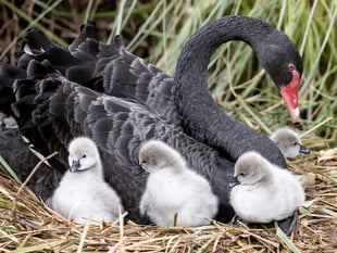 Photographer pictures cute cygnets from Dawlish's famous black swans