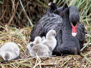 White Water swan rescue drama 