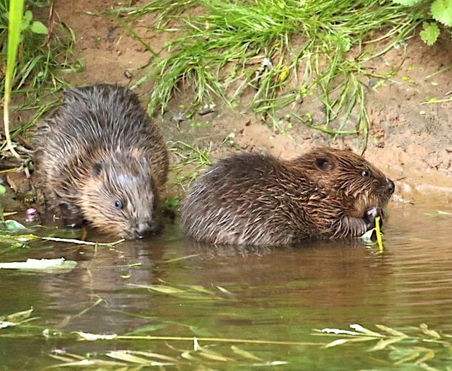 Wild beavers to make comeback