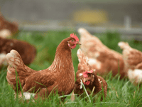 Fundraiser nears £50k as farm navigates new zones 