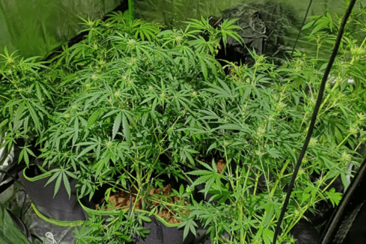 Cannabis plants found during police operation in Heathfield.