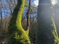 Alice Henderson | An Enchanting Temperate Rainforest: Part One
