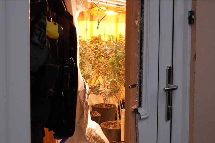 Cannabis plants seized during Operation Scorpion activity in February.Photo Devon and Cornwall Police. 