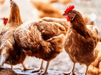 Bird flu hit farm fundraiser nears six figures 