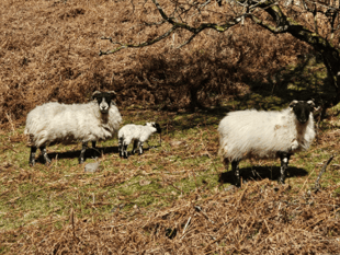 Dog walkers urged to 'Take The Lead' as lambing season approaches 