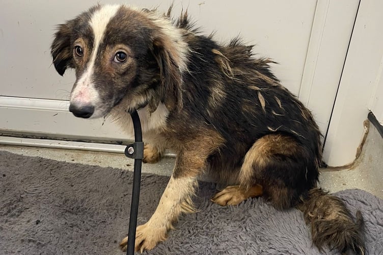 One of the dogs found in the caravan at Iddesleigh, before receiving RSPCA care