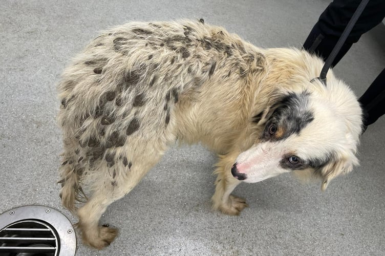 The dogs found in the caravan had badly matted fur