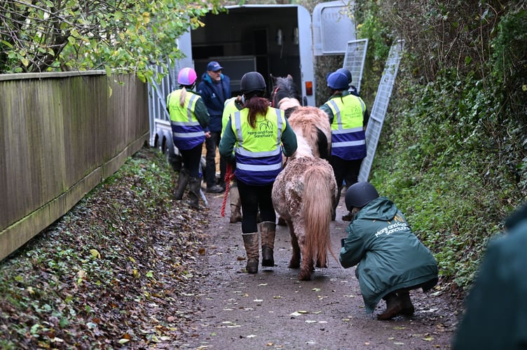 The ponies being rescued by staff from the Mare and Foal Sanctuary. 