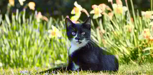 Devon cat owners: Beware of lilies this Mother’s Day