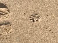 Dog bans on Teignbridge beaches