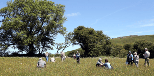 Search for wildflower meadow ‘hidden gems’ across Devon