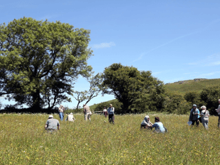Search for wildflower meadow ‘hidden gems’ across Devon