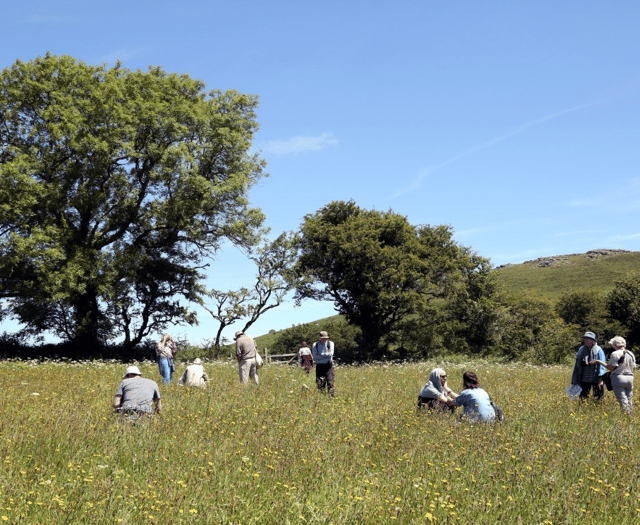 Search for wildflower meadow ‘hidden gems’ across Devon