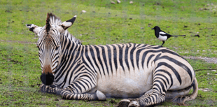 Zoo mourns loss of 'much-loved' zebras 