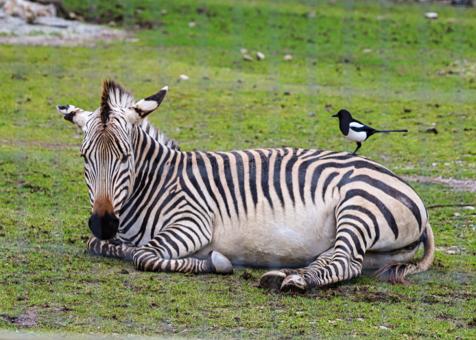 The zoo has today, Tuesday, April 8, announced that its two female Hartmann's mountain zebras have passed away.
