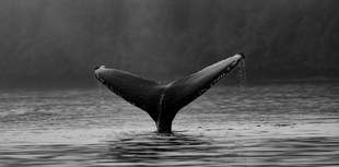 Keep distance from whales, say police as sightings reported 