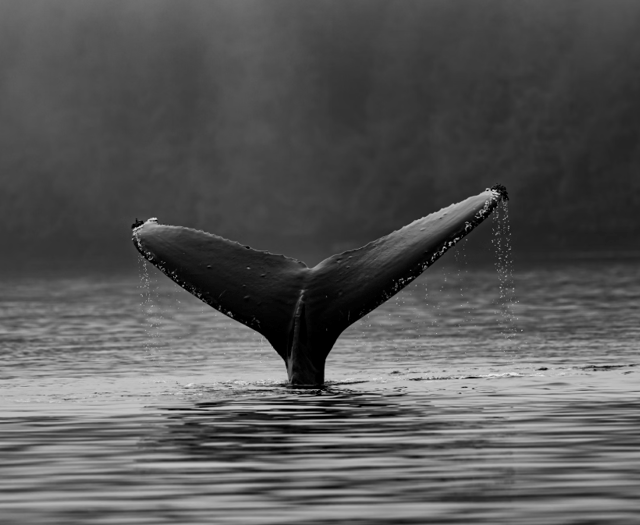 Keep distance from whales, say police as sightings reported 