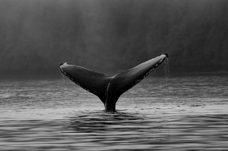 Whale stock image 