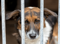 More than £30,000 spent on 'dangerous' dogs, FOI request reveals