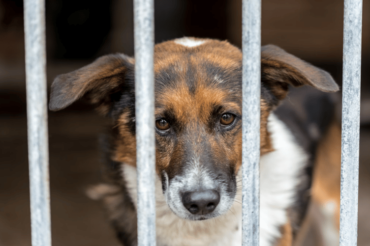 More than £30,000 was spent in February on kennelling dangerous dogs, the FOI shows