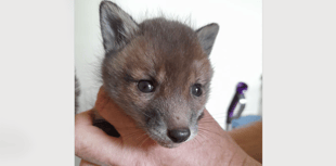 Fox cub Rowan is animal charity's first of 2025 