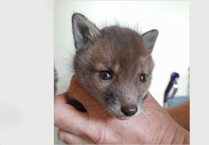Fox cub Rowan is ELM Wildlife's first of 2025