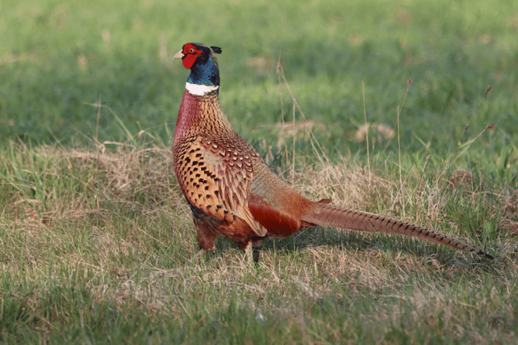 Ticks are more likely to carry the bacteria that can cause Lyme disease in areas where pheasants are released, the research shows