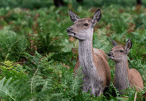 Deer poaching 'will not be tolerated’, say police as more patrols promised