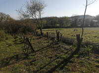 Patients thrive with new skills in environmental conservation