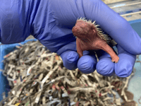 Hoglet season officially underway as ELM Wildlife welcome first litter