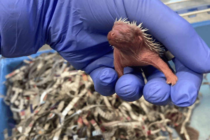 On Sunday, April 27, the charity welcomed its first litter of four hoglets.