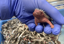 Hoglet season officially underway as ELM Wildlife welcome first litter