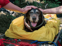Injured dog rescued from Dartmoor gorge 